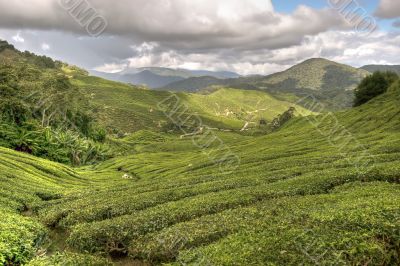 cameron tea plantations