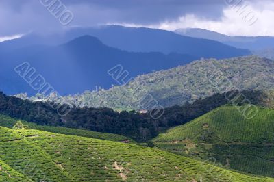 cameron tea plantations
