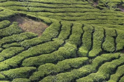 cameron tea plantations