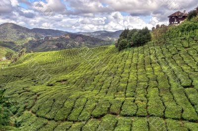 cameron tea plantations