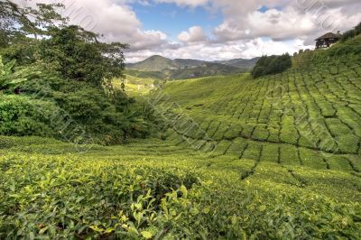 cameron tea plantations