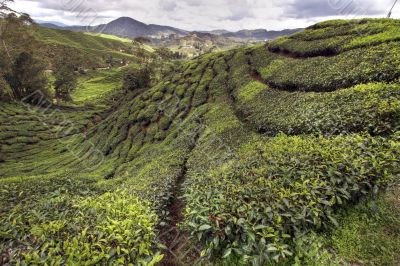cameron tea plantations