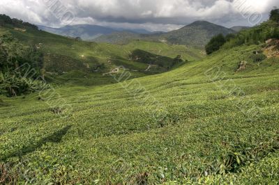 cameron tea plantations