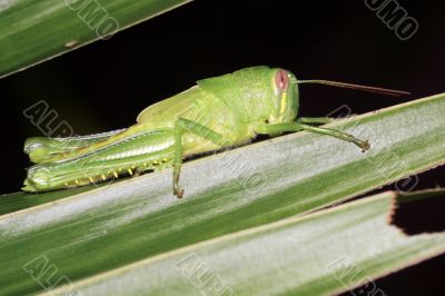 green cricket larva