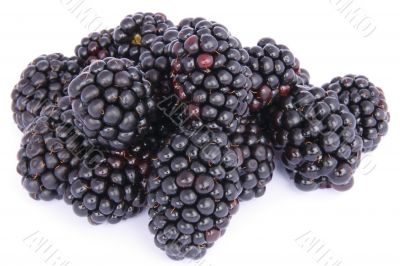 blackberries isolated