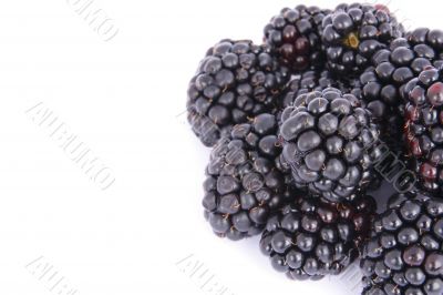 blackberries with copyspace