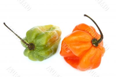 two chili peppers isolated