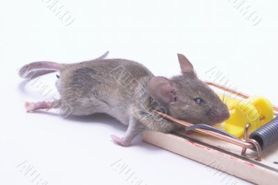 Dead Mouse in a Trap