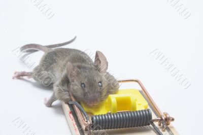 Dead Mouse in a Trap