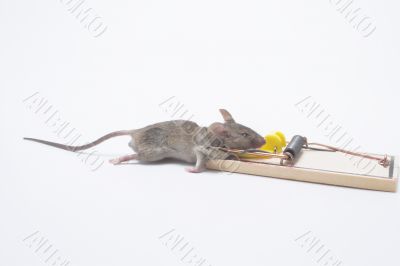 Dead Mouse in a Trap