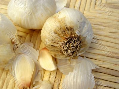 Garlic