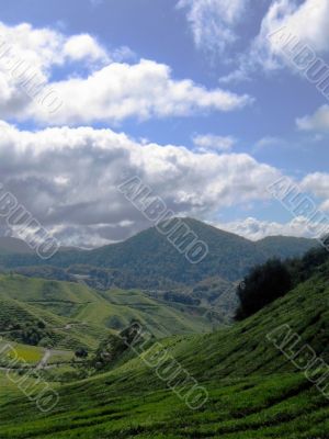 tea plantation valleys
