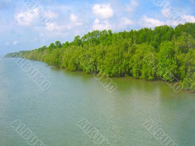 river bank mangrove