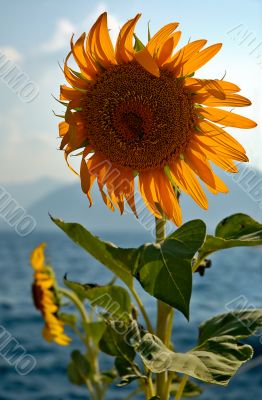 Seaside Sunflower