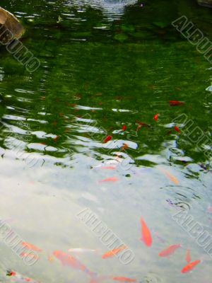 pond koi fish portrait