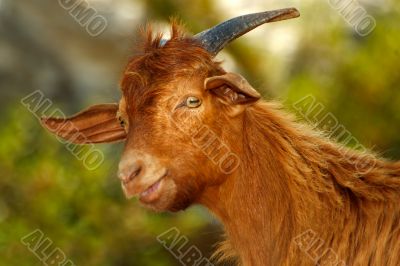 Smiling Mountain Goat