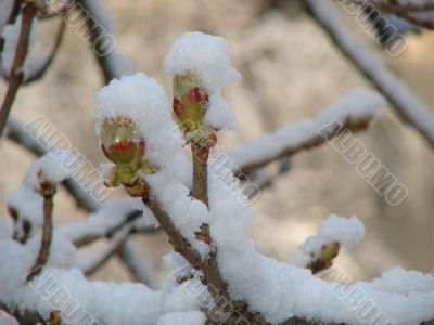 blooming chestnut buds covered with snow