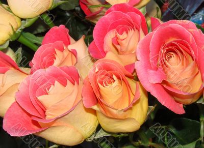several tea pink rose bouquette fragment