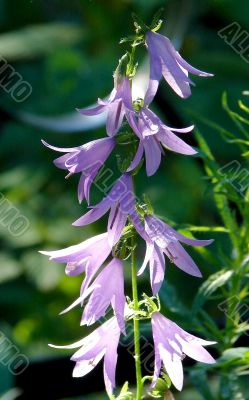 Wild blue flower on green grass background