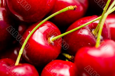 close-up of multiple cherries