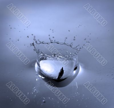 Splash