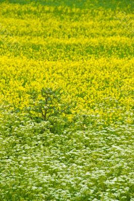 Yellow and white flower field