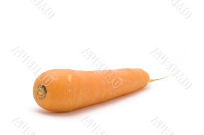 carrot