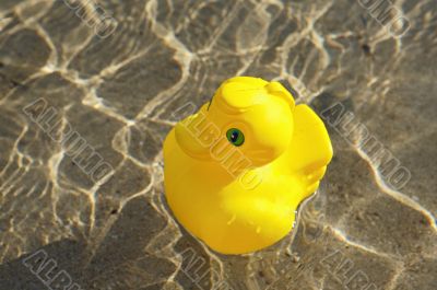 Toy duck