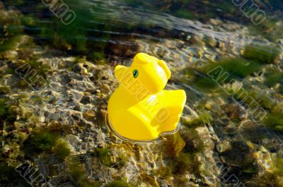 Toy duck