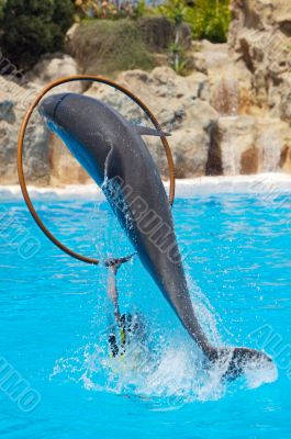 Dolphins