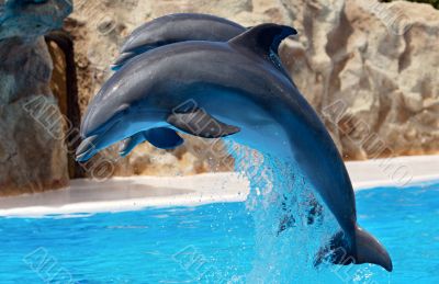 Dolphins