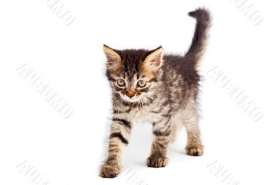 Adorable cat