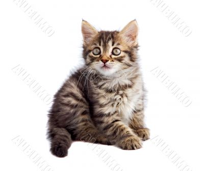 adorable cat