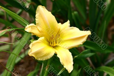 Yellow Lilly