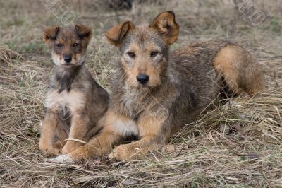 Dogs family