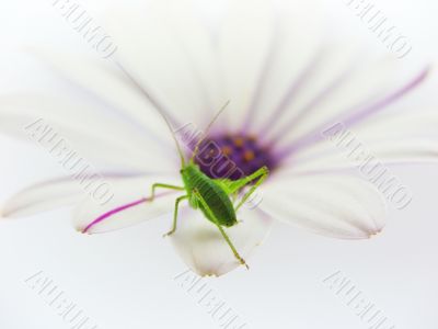 flower with grasshopper