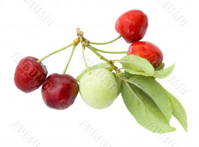 Green plum and red sweet cherry