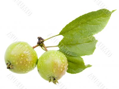 Small wild apples