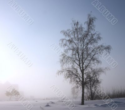single tree is a misty winter day