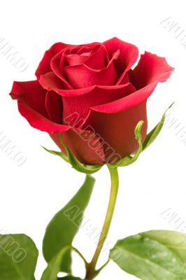 scarlet flowering rose