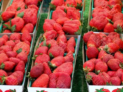 Strawberries