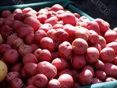 Red Potatoes