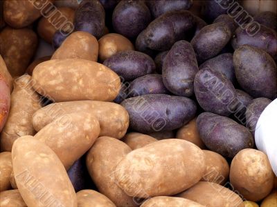 Russet and Red Potatoes