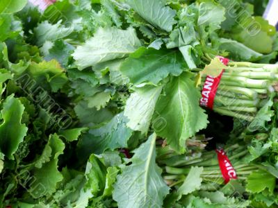 Rapini
