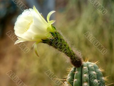 Cactus in Bloom