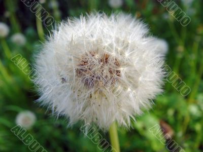 Dandelion