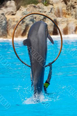 Dolphins