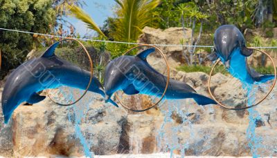 Dolphins