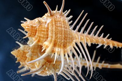 Collection of Mollusk isolated in