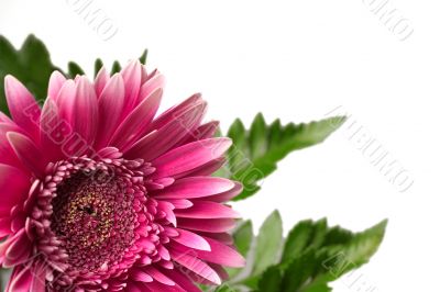 red fresh flower